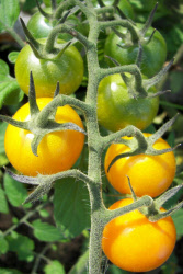 tomatogoldensunrise