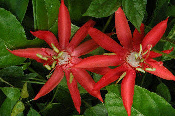PassifloraVitifoliumHeader