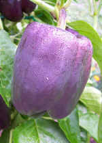 Lilac Pepper