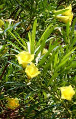 ThevetiaNerifolia