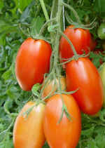 TomatoRoma