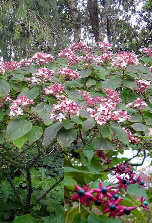 clerodendrumtrichotomum
