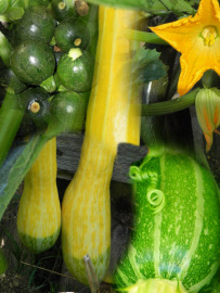 courgettemixed