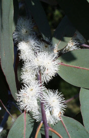 eucalyptusperinniana