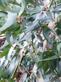 eucalyptusviminalis