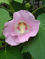 hibiscusmutabalis