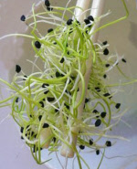 onionsprouts