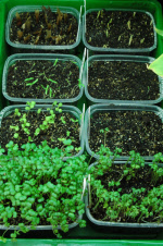 seedcontainers