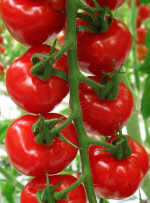 tomatoberry
