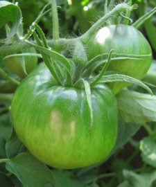 tomatobiggreen