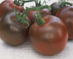 tomatoblack