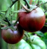 tomatoblackcherry
