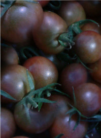 tomatoblackopal
