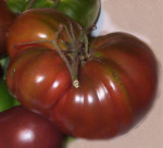 tomatoblacktula