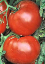 tomatobrandywineredlandis