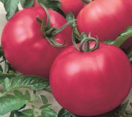 tomatochefschoice