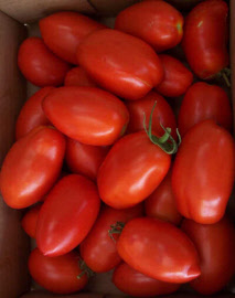 tomatofloridity