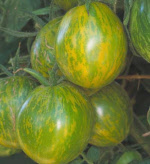 tomatogreenzebra