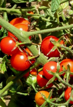tomatokoralik