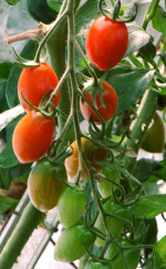 tomatorosada