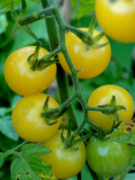 tomatosungold