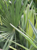 trachycarpusnainital