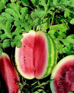watermelonsugarbaby